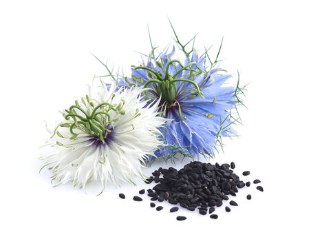 Black cumin flowers with seeds in closeup