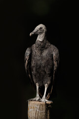Black Vulture, Coragyps atratus, Costa-Rica, Black Vulture sitting on a post