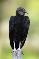 Black Vulture, Coragyps atratus, Costa-Rica, Black Vulture sitting on a post