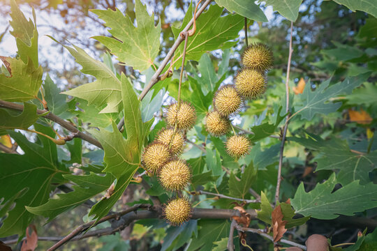 Leaves and fruits of sycamore platanus tree close-up