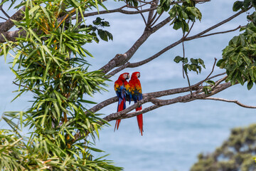 Scarlet Macaws at Manuel Antonio Costa Rica