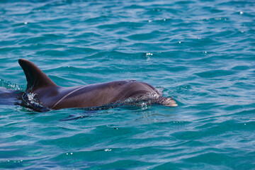 Dark gray dolphin on the surf swimming, resting in the open sea over the coral reef, selective focus, Israel. Beautiful bottlenose dolphins jumping out of Red sea with clear blue water on sunny day.