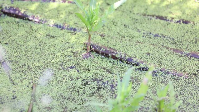 Tiny frog struggles through weedy pond surface