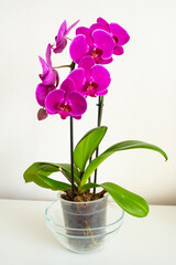 Violet purple orchids flowers in vase on table.