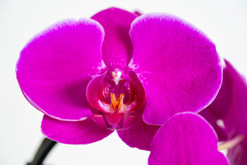 Fototapeta na wymiar Macro photo of beautiful vibrant pink orchids phalaenopsis in living room.