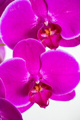 Macro photo of beautiful vibrant pink orchids phalaenopsis in living room.