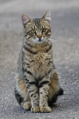 Naklejka na ściany i meble striped young cat sits on the pavement on a gray background