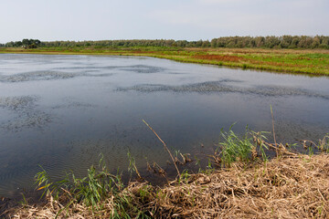 Uitzicht over Oostvaardersplassen, Overview of Oostvaardersplassen