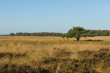 Obraz premium Landschap van Strabrechtse Heide, Landscape at Strabrechtse Heide