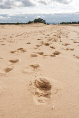 Landscape at Kootwijkerzand
