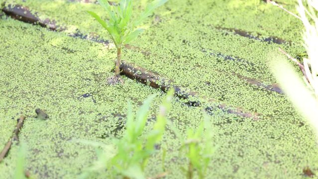  Tiny toad jumps from stick into water and swims out of focus