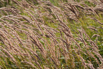 Close up of reedbed