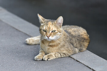 Adult beige cat lies on the sidewalk