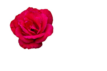 rose on white background isolated red blossom