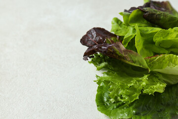 Concept of fresh and green food - lettuce