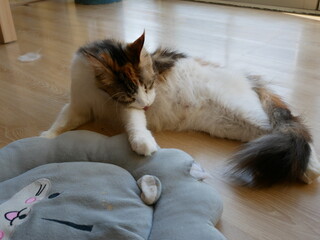 Fototapete bei efototapeten.de bestellen   