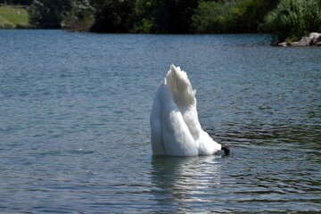 Schwan beim Gründeln im Flückigersee in Freiburg