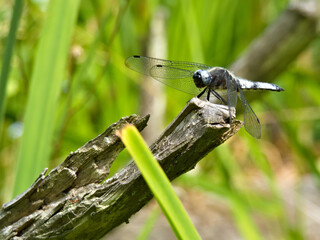 Olsztyn, las, owady © Andrzej