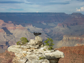 Californian condor birds spreading wings and perching on edge of rock cliff and overlooking South...
