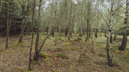 Obraz premium forest in sweden
