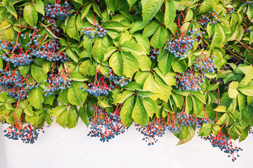 Virginia creeper or ivy wrowing on a wall of a house backyard. Floral and nature background and...