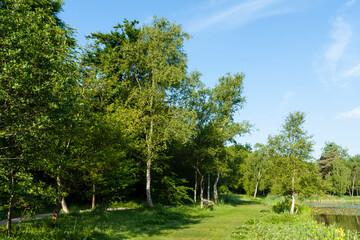 Fototapeta na wymiar Landscape at Duinen van Oostvoorne