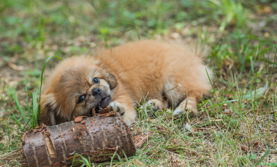 Cute and funny tiny Pekingese dog. Best human friend. Pretty golden puppy dog	