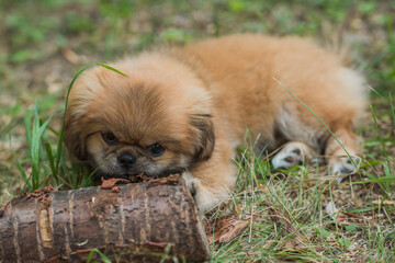Cute and funny tiny Pekingese dog. Best human friend. Pretty golden puppy dog	
