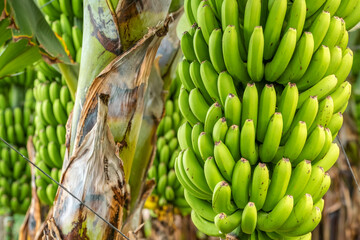 Green tropical banana fruits close-up on banana plantation - 622024770