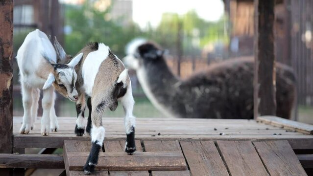 Little goats with multi-colored colors fools around on wooden bridge in fenced area in reserve. Horned animals play on blurred background