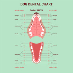Dog dental anatomy teeth chart. Canine jaw infographic. Dentistry veterinary. Vector illustration cartoon style for vet clinic, healthcare, education