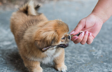 Tiny puppy biting wood stick outdoor scene, pet behavior concept	