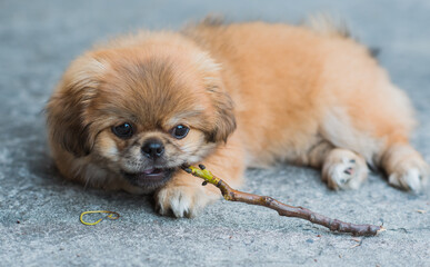 Tiny puppy biting wood stick outdoor scene, pet behavior concept	 - Powered by Adobe