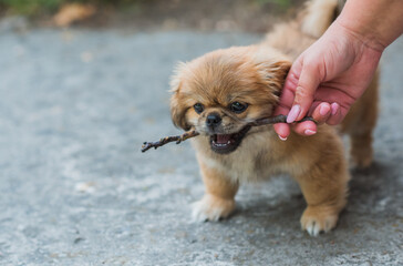 Tiny puppy biting wood stick outdoor scene, pet behavior concept	