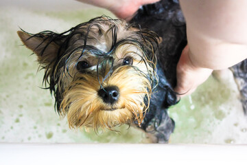 Cute yorkshire terrier puppy takes a bath. Lovely small dog wet in bathtub.