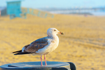 Seagull Perched on Trash Bin on Venice Beach