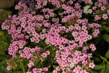 A patch of many Pink Phlox in Bloom