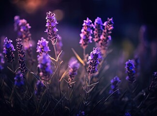 Close-up of lavender flowers, Soft focus on black background. Created with Generative AI technology.