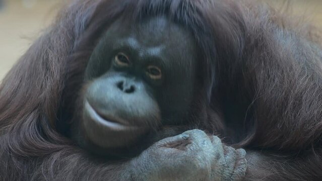 Dark orangutan shakes head sitting in aviary at zoo. Large species of monkeys living in captivity concept. Wild animal smiles leaning on paws