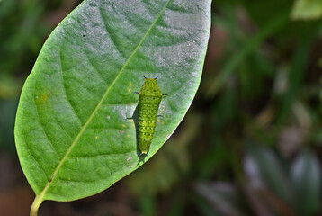 A Tailed Green Jay Caterpillar in 4th instar stage on top of a leaf, view from up