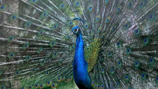 Peacock with flowing tail with multi-colored feathers in zoo. Beauty and life of surrounding environment in fenced area. Bird species slow motion