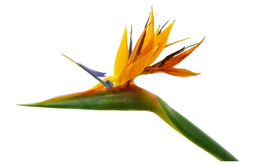 Obraz premium Flowers of Strelitzia Nicholas on white background