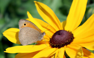 Brown marigold butterfly sits on a rudbeckia flower