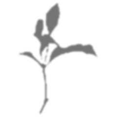 Plant shadow overlay.