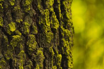 Texture of branches, wood, moss and bark of trees, mushrooms.