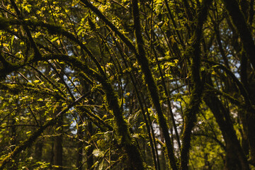 Trees with moss in the middle of the forest, the mist generates mysticism, the rays of light enter between the branches.