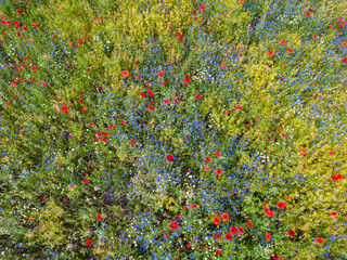 Luftaufnahme einer Blumenwiese