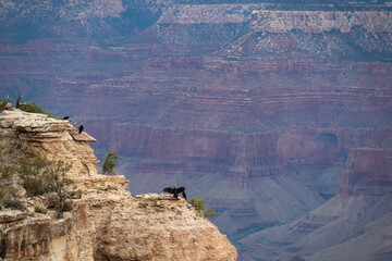 Group of Californian condor birds perching on the edge of rock cliff and overlooking South Rim,...