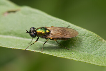 Adult male of Chloromyia formosa soldier fly sitting on a green leaf 