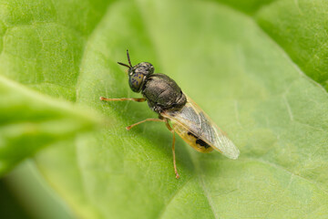 Adult Common Green Colonel (Oplodontha viridula) sits on a green leaf